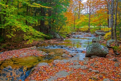 Picture of USA-NEW HAMPSHIRE-NEW ENGLAND-JACKSON SMALL STREAM SURROUNDED IN FALL COLOR