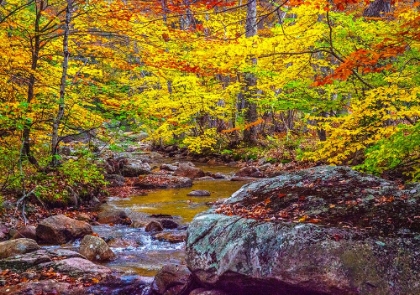 Picture of USA-NEW HAMPSHIRE-NEW ENGLAND-JACKSON SMALL STREAM SURROUNDED IN FALL COLOR
