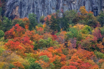 Picture of USA-NEW HAMPSHIRE-NEW ENGLAND CRAWFORD NOTCH SATE PARK ALONG HIGHWAY 302 IN FALL COLOR