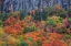 Picture of USA-NEW HAMPSHIRE-NEW ENGLAND CRAWFORD NOTCH SATE PARK ALONG HIGHWAY 302 IN FALL COLOR