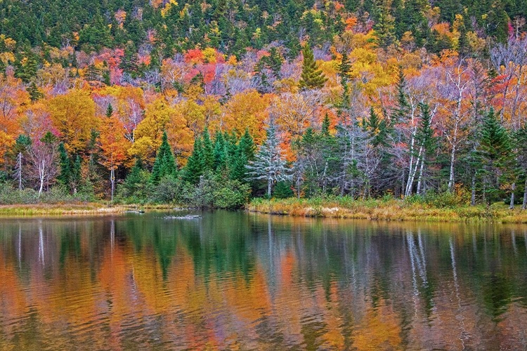 Picture of USA-NEW HAMPSHIRE-NEW ENGLAND FALL COLORS REFLECTED IN THE WATERS OF THE SACO RIVER CRAWFORD NOTCH 