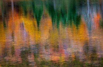 Picture of USA-NEW HAMPSHIRE-NEW ENGLAND FALL COLORS REFLECTED IN THE WATERS OF THE SACO RIVER CRAWFORD NOTCH 