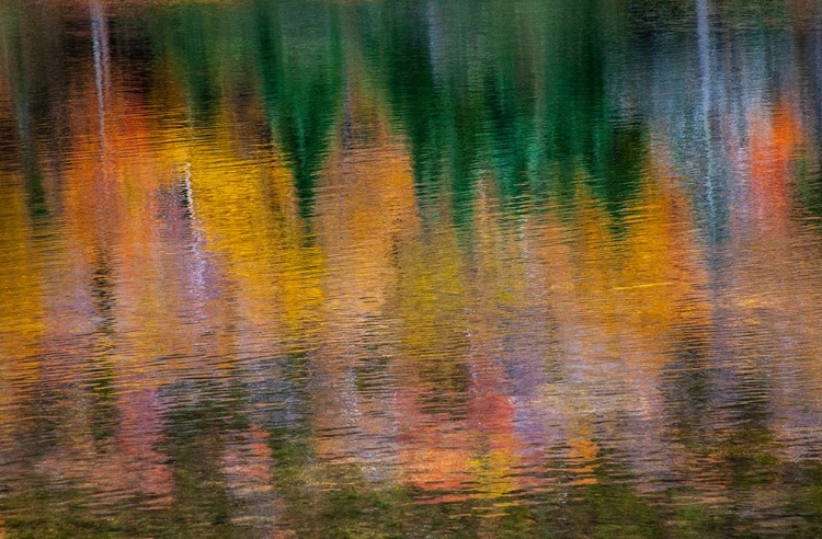 Picture of USA-NEW HAMPSHIRE-NEW ENGLAND FALL COLORS REFLECTED IN THE WATERS OF THE SACO RIVER CRAWFORD NOTCH 