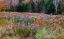 Picture of USA-NEW HAMPSHIRE-NEW ENGLAND FIELD OFF OF HIGHWAY 302 WITH AUTUMN DAISIES AND HILLSIDE BACKDROP WI