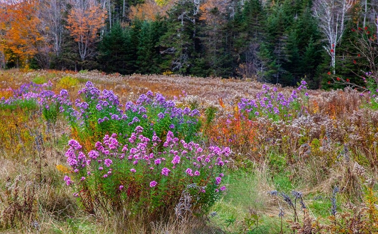 Picture of USA-NEW HAMPSHIRE-NEW ENGLAND FIELD OFF OF HIGHWAY 302 WITH AUTUMN DAISIES AND HILLSIDE BACKDROP WI