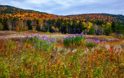 Picture of USA-NEW HAMPSHIRE-NEW ENGLAND FIELD OFF OF HIGHWAY 302 WITH AUTUMN DAISIES AND HILLSIDE BACKDROP WI