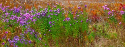 Picture of USA-NEW HAMPSHIRE-NEW ENGLAND FIELD OFF OF HIGHWAY 302 WITH AUTUMN DAISIES AND HILLSIDE BACKDROP WI