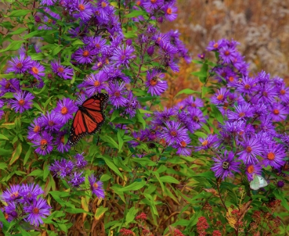 Picture of USA-NEW HAMPSHIRE FIELD OF DAISIES WITH MONARCH BUTTERFLY FEEDING JUST OFF OF HIGHWAY 302