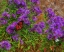 Picture of USA-NEW HAMPSHIRE FIELD OF DAISIES WITH MONARCH BUTTERFLY FEEDING JUST OFF OF HIGHWAY 302