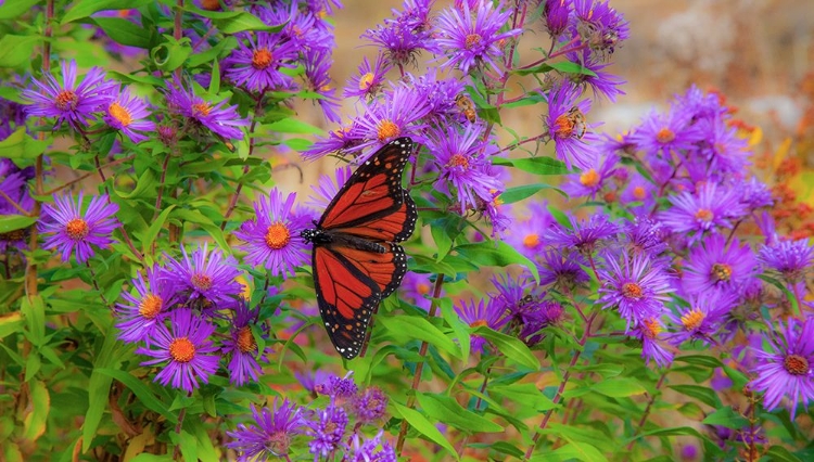 Picture of USA-NEW HAMPSHIRE FIELD OF DAISIES WITH MONARCH BUTTERFLY FEEDING JUST OFF OF HIGHWAY 302