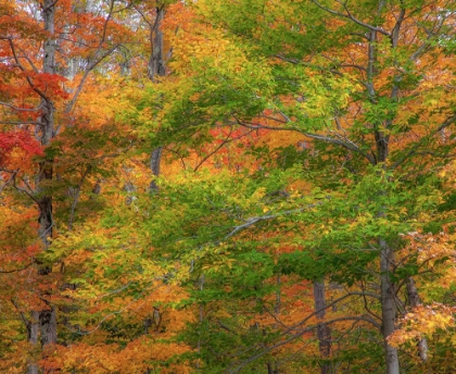 Picture of USA-NEW HAMPSHIRE-FRANCONIA HARDWOOD FOREST OF MAPLE TREES IN AUTUMN