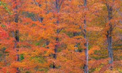 Picture of USA-NEW HAMPSHIRE-FRANCONIA HARDWOOD FOREST OF MAPLE TREES IN AUTUMN