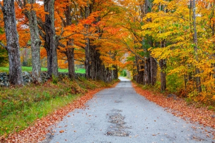 Picture of USA-NEW HAMPSHIRE-ONE LANE ROAD LINED WITH MAPLE TREES AND STONE FENCE IN AUTUMN