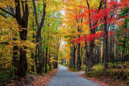 Picture of USA-NEW HAMPSHIRE-TREE-LINED ROAD WITH MAPLE TREES IN FALL COLORS