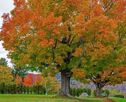 Picture of USA-NEW HAMPSHIRE-FALL COLORS WITH WHITE BIRCH AND MAPLE TREES