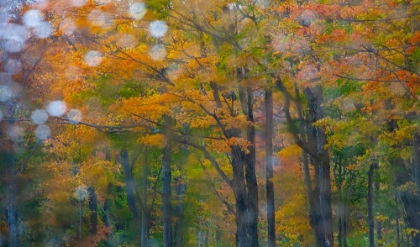 Picture of USA-NEW HAMPSHIRE-SUGAR HILL LOOKING THROUGH WINDSHIELD ON RAINY DAY WITH HARDWOOD TREES IN AUTUMN 