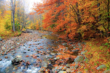 Picture of USA-NEW HAMPSHIRE AUTUMN COLORS ON MAPLE-BEECH TREES ALONG THE EDGE OF THE RIVER