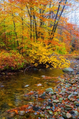 Picture of USA-NEW HAMPSHIRE AUTUMN COLORS ON MAPLE-BEECH TREES ALONG THE EDGE OF THE RIVER