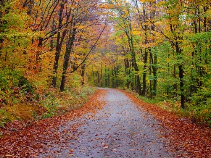 Picture of USA-NEW HAMPSHIRE-SUGAR HILL WET AND FOGGY MORNING ALONG ROADWAY IN AUTUMN COLORS