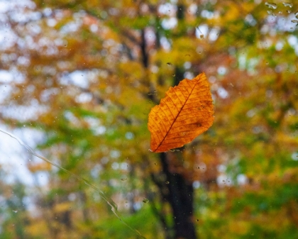 Picture of USA-NEW HAMPSHIRE FALLEN BEECH LEAF ON WET WINDSHIELD AUTUMN