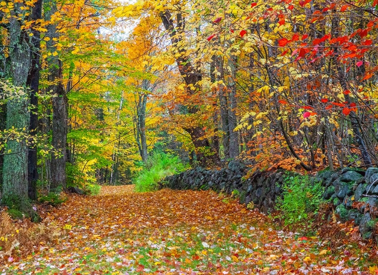 Picture of USA-NEW HAMPSHIRE LEAF COVERED LANE AUTUMN COLORS AND STONE FENCE