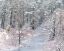Picture of USA-NEW JERSEY-PINE BARRENS NATIONAL PRESERVE-WINTER SCENIC OF STREAM AND FOREST