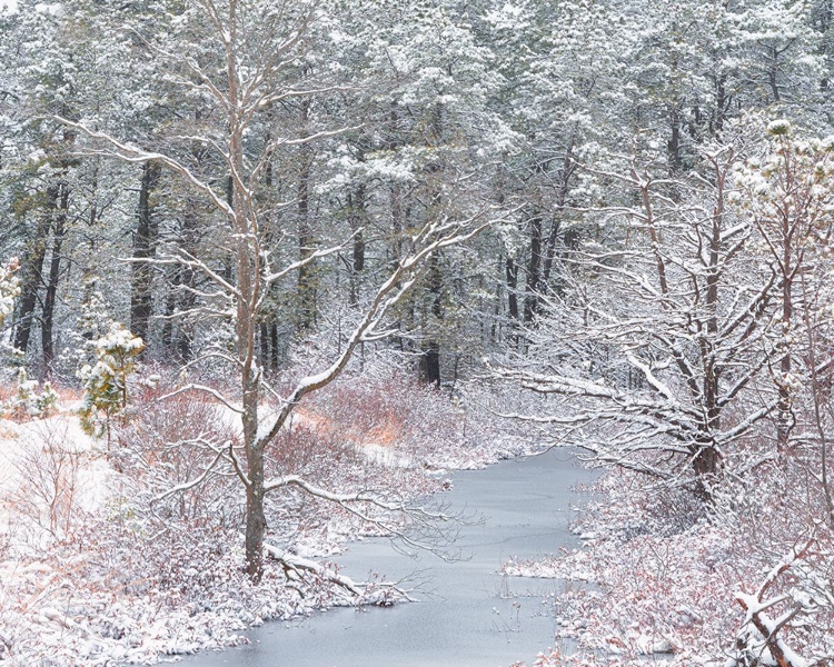 Picture of USA-NEW JERSEY-PINE BARRENS NATIONAL PRESERVE-WINTER SCENIC OF STREAM AND FOREST