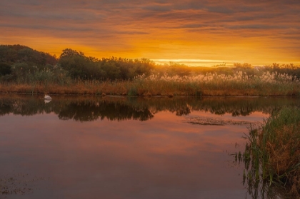 Picture of USA-NEW JERSEY-CAPE MAY NATIONAL SEASHORE SUNRISE ON MARSH