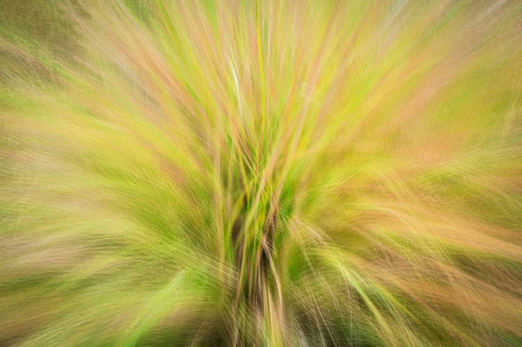 Picture of USA-NEW JERSEY-CAPE MAY NATIONAL SEASHORE ABSTRACT SUNRISE ON WAVING GRASSES