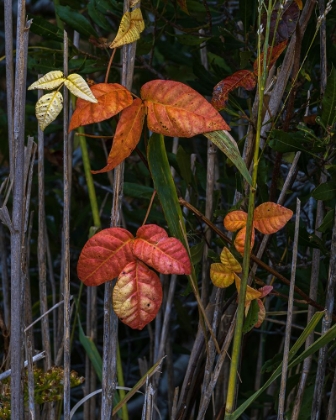 Picture of USA-NEW JERSEY-CAPE MAY NATIONAL SEASHORE CLOSE-UP OF AUTUMN-COLORED LEAVES