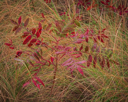 Picture of USA-NEW JERSEY-CAPE MAY NATIONAL SEASHORE AUTUMN COLORS ON MARSH SAPLING