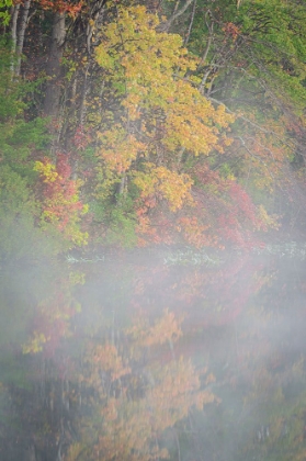 Picture of USA-NEW JERSEY-PINE BARRENS NATIONAL PRESERVE FOGGY FOREST AND LAKE LANDSCAPE