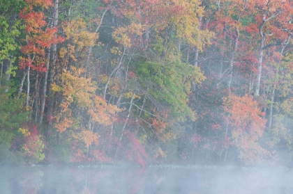 Picture of USA-NEW JERSEY-PINE BARRENS NATIONAL PRESERVE FOGGY FOREST AND LAKE LANDSCAPE