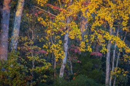 Picture of USA-NEW JERSEY-PINE BARRENS NATIONAL PRESERVE AUTUMN COLORS IN FOREST