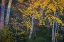 Picture of USA-NEW JERSEY-PINE BARRENS NATIONAL PRESERVE AUTUMN COLORS IN FOREST
