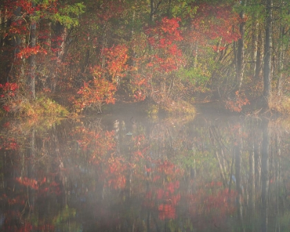 Picture of USA-NEW JERSEY-PINE BARRENS NATIONAL PRESERVE FOGGY FOREST AND LAKE LANDSCAPE