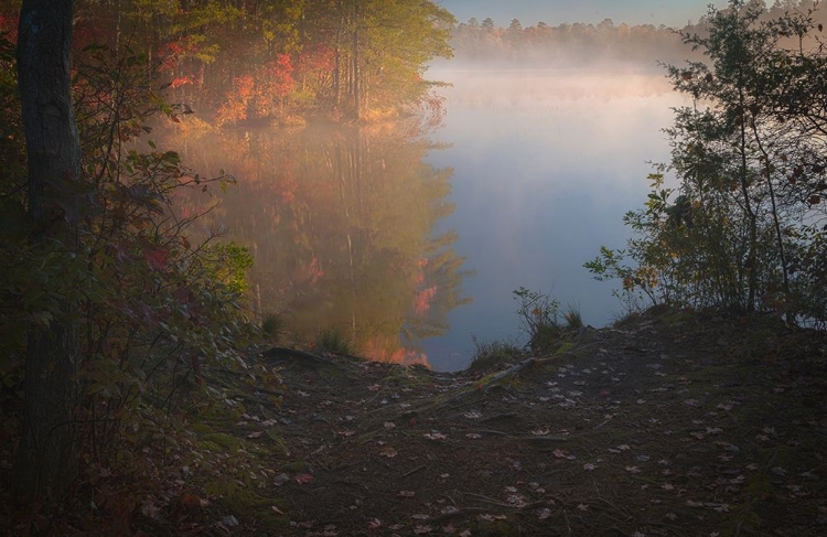 Picture of USA-NEW JERSEY-PINE BARRENS NATIONAL PRESERVE FOGGY FOREST AND LAKE LANDSCAPE