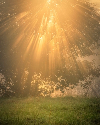 Picture of USA-NEW JERSEY-CAPE MAY NATIONAL SEASHORE SUNRISE SUNBEAMS AND TREE SCENIC