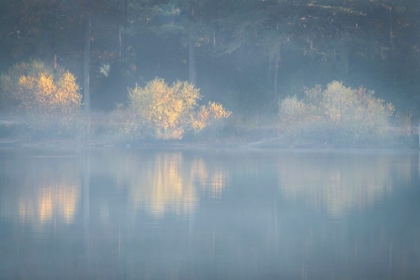 Picture of USA-NEW JERSEY-CAPE MAY NATIONAL SEASHORE FOGGY FOREST REFLECTIONS ON LAKE AT SUNRISE