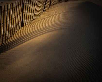 Picture of USA-NEW JERSEY-CAPE MAY NATIONAL SEASHORE FENCE SHADOW PATTERNS IN SAND