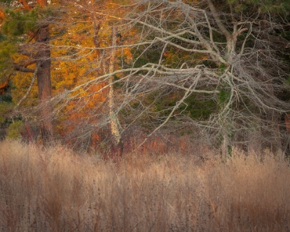 Picture of USA-NEW JERSEY-CAPE MAY GHOSTLY TREE SHAPES AND GRASSES IN AUTUMN