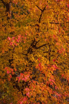 Picture of USA-NEW JERSEY-CAPE MAY TREE IN AUTUMN FOLIAGE