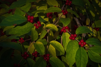 Picture of USA-NEW JERSEY-CAPE MAY CLOSE-UP OF GREEN LEAVES AND RED BERRIES