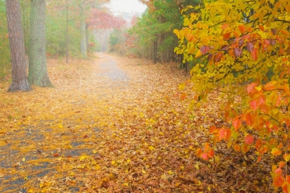 Picture of USA-NEW JERSEY-CAPE MAY LEAF-COVERED ROAD THROUGH AUTUMN FOREST