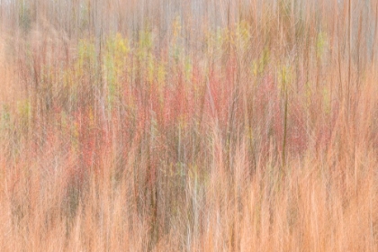 Picture of USA-NEW JERSEY-CAPE MAY ABSTRACT OF TREES IN AUTUMN FOLIAGE