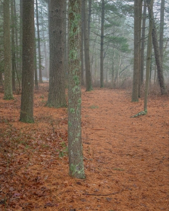 Picture of USA-NEW JERSEY-PINE BARRENS NATIONAL PRESERVE FOGGY FOREST LANDSCAPE