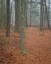 Picture of USA-NEW JERSEY-PINE BARRENS NATIONAL PRESERVE FOGGY FOREST LANDSCAPE