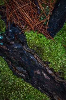 Picture of USA-NEW JERSEY-PINE BARRENS NATIONAL PRESERVE CLOSE-UP OF LOG AND PINE NEEDLES