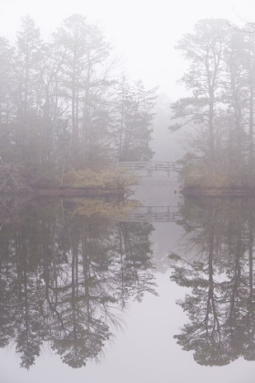 Picture of USA-NEW JERSEY-PINE BARRENS NATIONAL PRESERVE FOGGY FOREST LANDSCAPE AND BRIDGE REFLECT IN LAKE