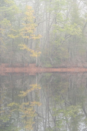 Picture of USA-NEW JERSEY-PINE BARRENS NATIONAL PRESERVE FOGGY FOREST LANDSCAPE REFLECTS IN LAKE